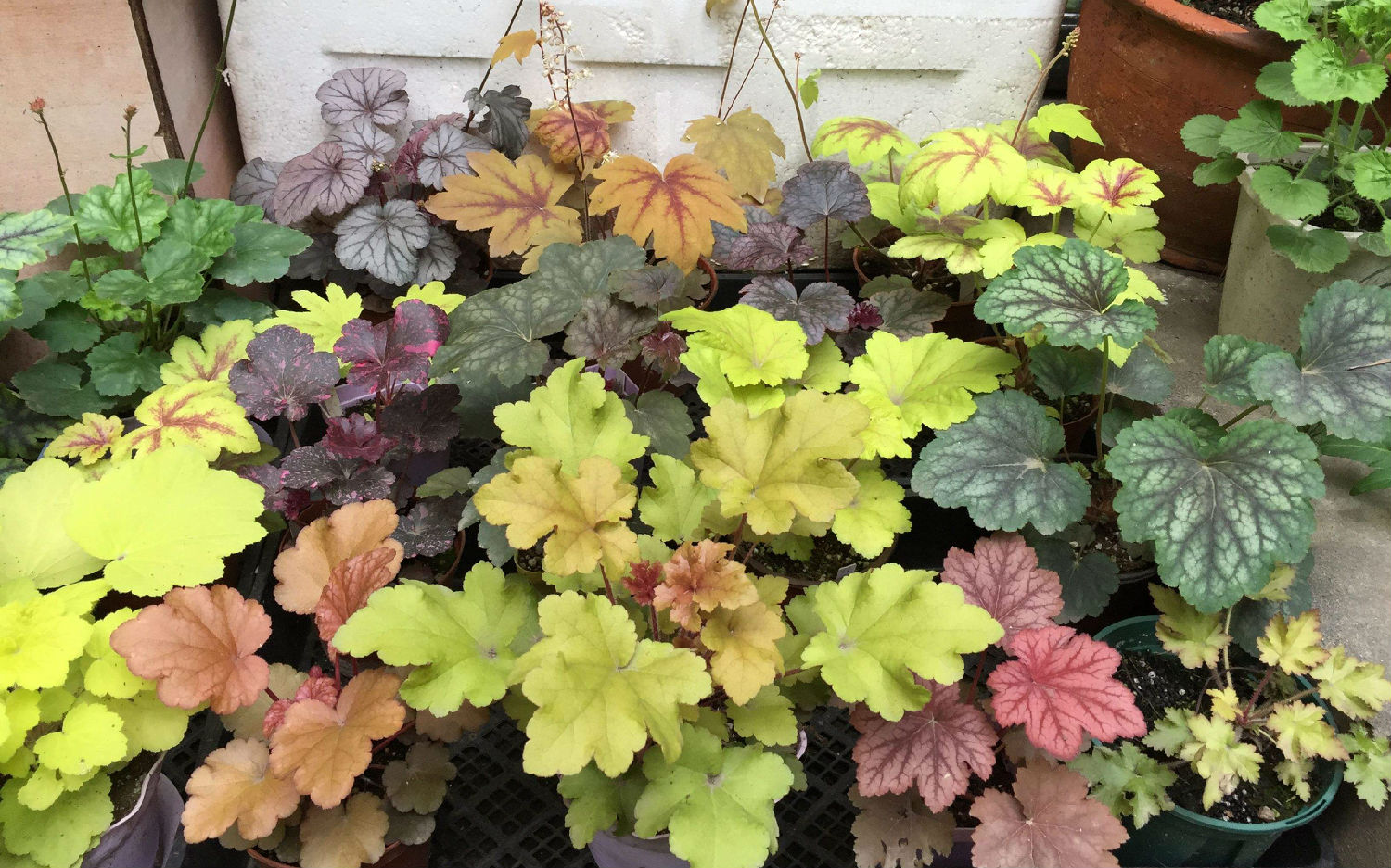礬根養(yǎng)護(hù),礬根如何養(yǎng),植物墻,植物墻植物